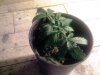 5 weeks old (2).jpg