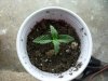 Babies at 8 days 001.jpg