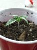 Babies at 8 days 002.jpg
