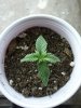 Babies at 8 days 005.jpg