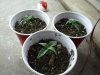 Babies at 8 days 006.jpg