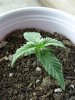 Babies at 8 days 008.jpg