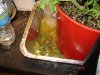 DSC02564.jpg