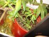 DSC02563.jpg