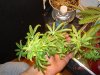 DSC02559.jpg