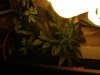 DSC02565.jpg