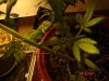 DSC02571.jpg