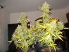DSCN3302.JPG