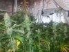 nugs.jpg