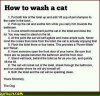 how_to_wash_a_cat.jpg
