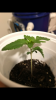 IMG_3484.PNG.png IMG_3484.PNG.png