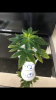 IMG_3489.PNG.png IMG_3489.PNG.png