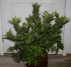 BlueRipper-F2-P5-Harvest-Day65-1.JPG