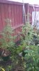 DSC_1661.JPG