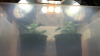 IMG_0185.PNG