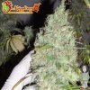 dr-krippling-incredible-bulk-feminised-seeds_500.jpg