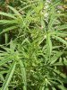 grow journal 326.jpg