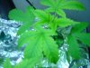 DSC00087.JPG