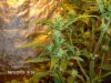 Purple Kush week 2 Flowering.jpg