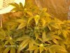 Super Silver haze week 2 flowering.jpg