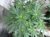 grow 011.jpg