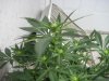 grow 012.jpg