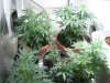 grow 014.jpg
