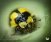 tmp_16414-Fungus Eating Ladybird1-2141837003.jpg