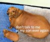 dont-talk-to-my-son-meme-far-dog_0.jpg