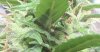 23 - Some Trichomes 6.jpg 23 - Some Trichomes 6.jpg