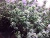stardawg_day_46-002.JPG