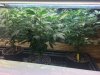 veg4.JPG