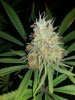 bud1.jpg