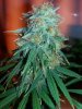 bud2.jpg
