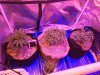 IMG-20170321-WA0000.jpg