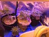 IMG-20170327-WA0000.jpg