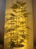 03-15 STRAWBEERY HAZE.JPG