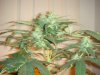 03-15 PURPLE - budz 2.JPG