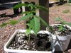 grow journal 002.jpg