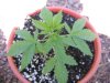 grow journal 003.jpg