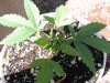 grow journal 004.jpg