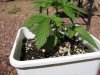 grow journal 005.jpg