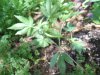 grow journal 006.jpg