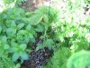 grow journal 011.jpg