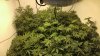 week 2 flower.jpg