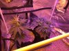 IMG-20170405-WA0001.jpg