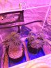 IMG-20170406-WA0000.jpg