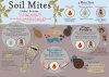soil mites small.jpg
