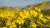 super bloom.jpg
