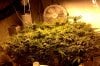Mendo Purple Urkle Screen.jpg